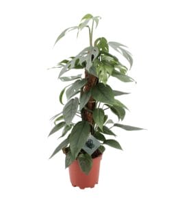 Epipremnum Pinnatum Cebu Blue - Ø17Cm - ↕60Cm
