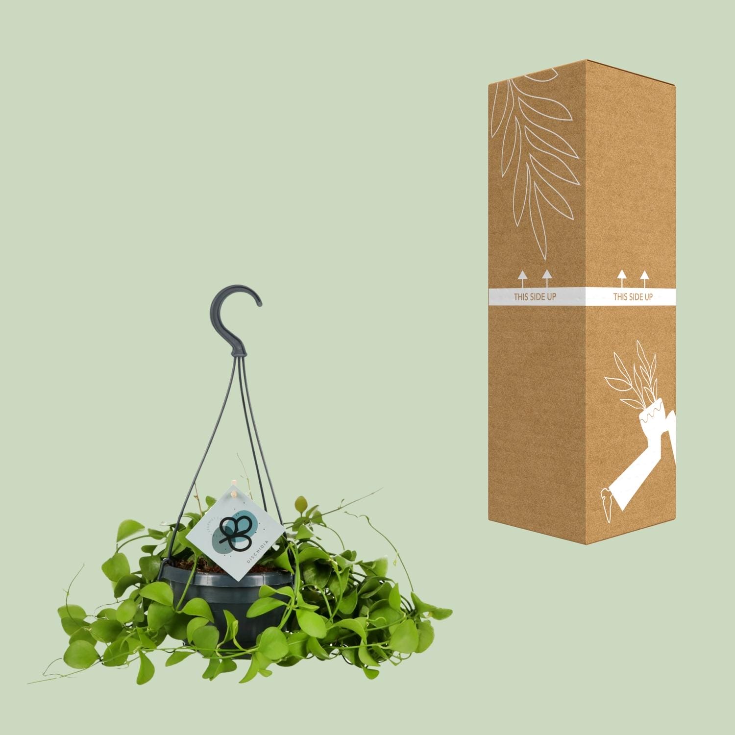 Dischidia Imbricata - Ø14 ↕40 - Afbeelding 3