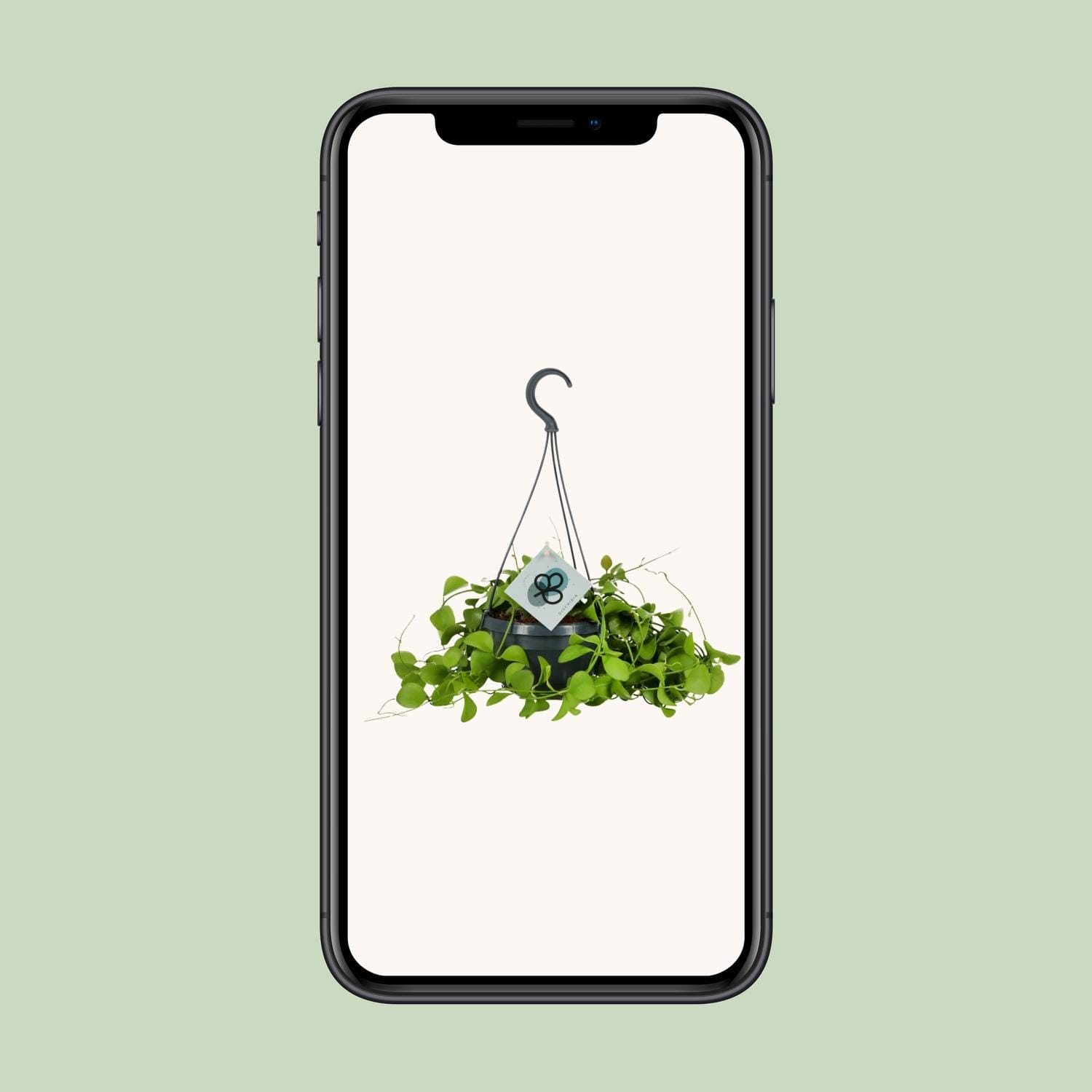 Dischidia Imbricata - Ø14 ↕40 - Afbeelding 4