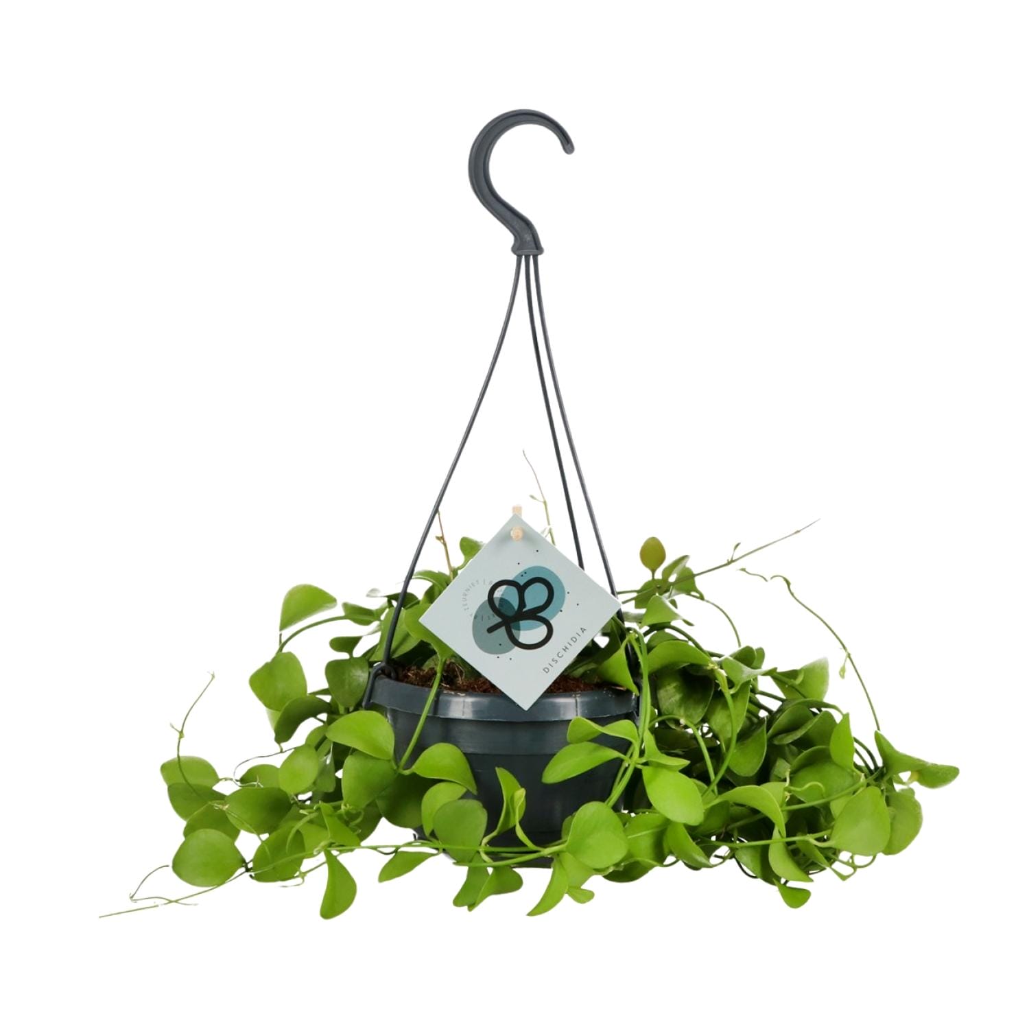 Dischidia Imbricata - Ø14 ↕40 - Afbeelding 5