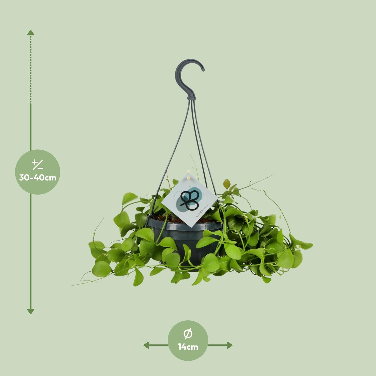 Dischidia Imbricata - Ø14 ↕40 - Afbeelding 6
