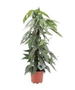 Epipremnum Pinnatum Cebu Blue - Ø17Cm - ↕65Cm