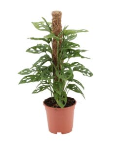 Monstera Monkey - Ø17Cm - ↕60Cm