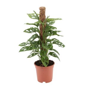 Monstera gatenplant – tropische kamerplant met kenmerkende gaten – ±17 cm