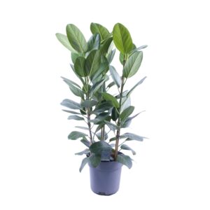 Ficus Audrey Toef – compacte set van 3 stekken in één pot – ±27 cm