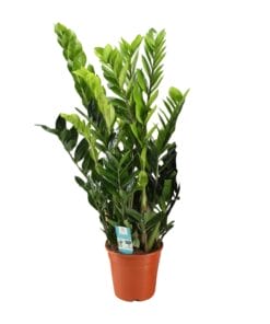 Zamioculcas Zamiifolia - Ø21Cm - ↕95Cm