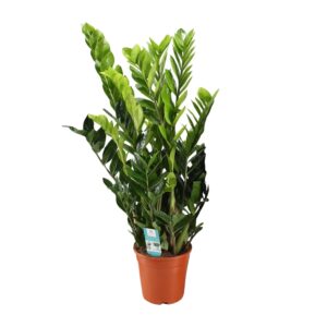 Zamioculcas – vrijwel onverwoestbare kamerplant – ±21 cm