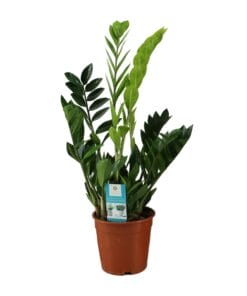 Zamioculcas Zamiifolia - Ø17Cm - ↕65Cm