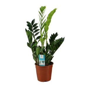 Zamioculcas – onderhoudsarme kamerplant voor halfschaduw – ±17 cm