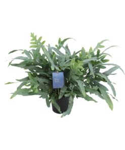 Phlebodium Aureum Blue Star - Ø17Cm - ↕50Cm