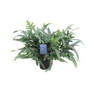 Phlebodium aureum 'Blue Star' – blauwgroene varen voor halfschaduw – ±17 cm