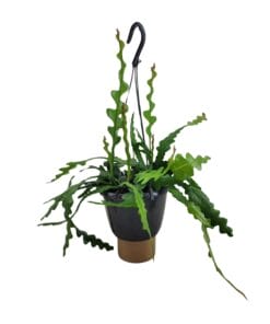 Epiphyllum Anguliger - Ø14Cm - ↕35Cm