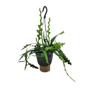 Visgraat cactus (Epiphyllum anguliger) – bladcactus – ±14 cm