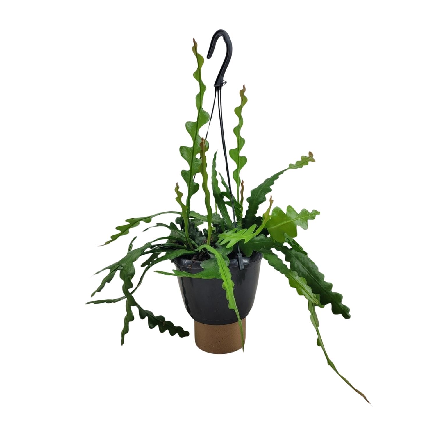 Epiphyllum Anguliger - Ø14Cm - ↕35Cm