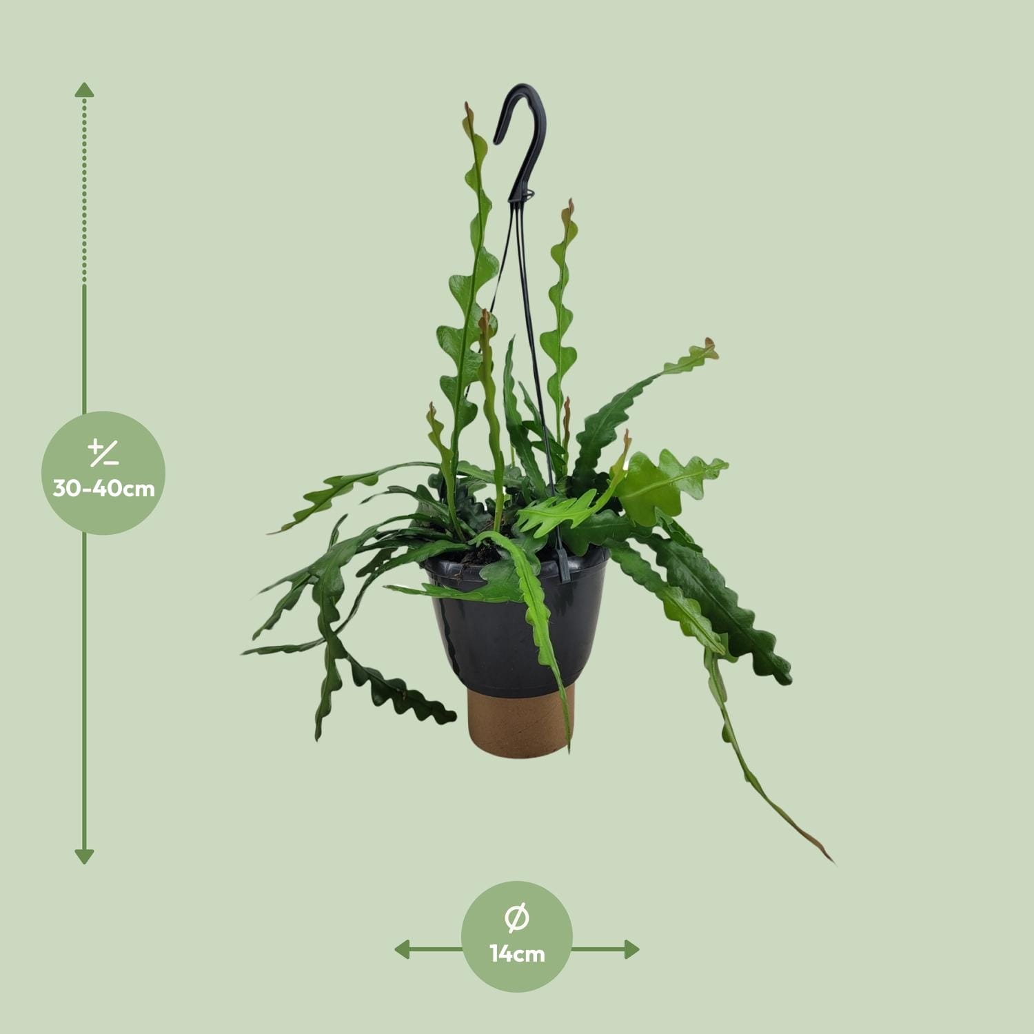 Epiphyllum Anguliger - Ø14Cm - ↕35Cm - Afbeelding 2