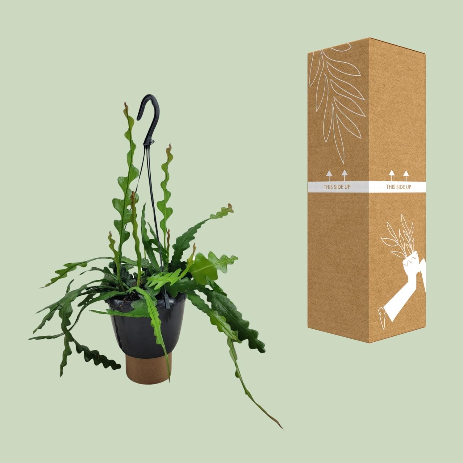 Epiphyllum Anguliger - Ø14Cm - ↕35Cm - Afbeelding 3