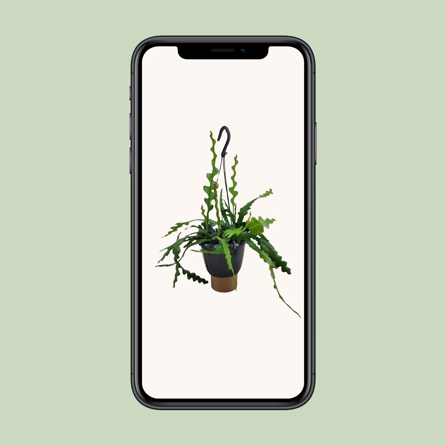 Epiphyllum Anguliger - Ø14Cm - ↕35Cm - Afbeelding 4