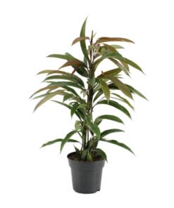 Ficus Binnendijkii Amstel King - Ø17Cm - ↕70Cm