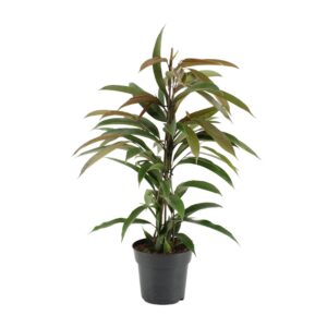 Ficus Amstel King – sierlijke kamerplant met lange, glanzende bladeren – ±17 cm