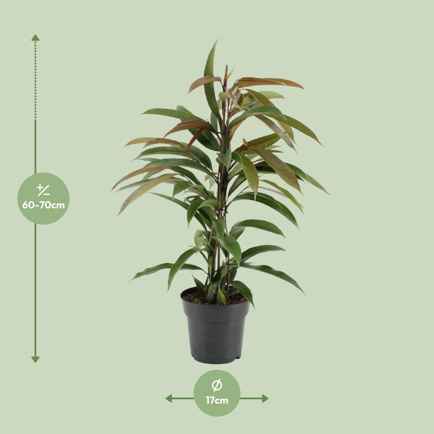 Ficus Binnendijkii Amstel King - Ø17Cm - ↕70Cm - Afbeelding 2