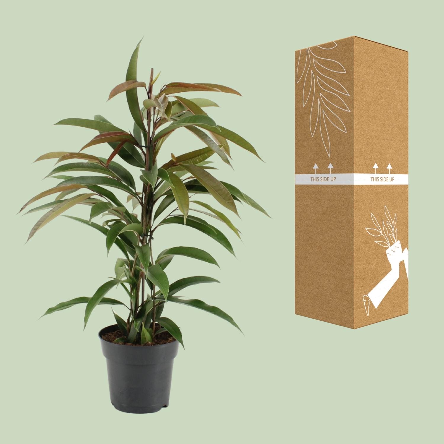 Ficus Binnendijkii Amstel King - Ø17Cm - ↕70Cm - Afbeelding 3