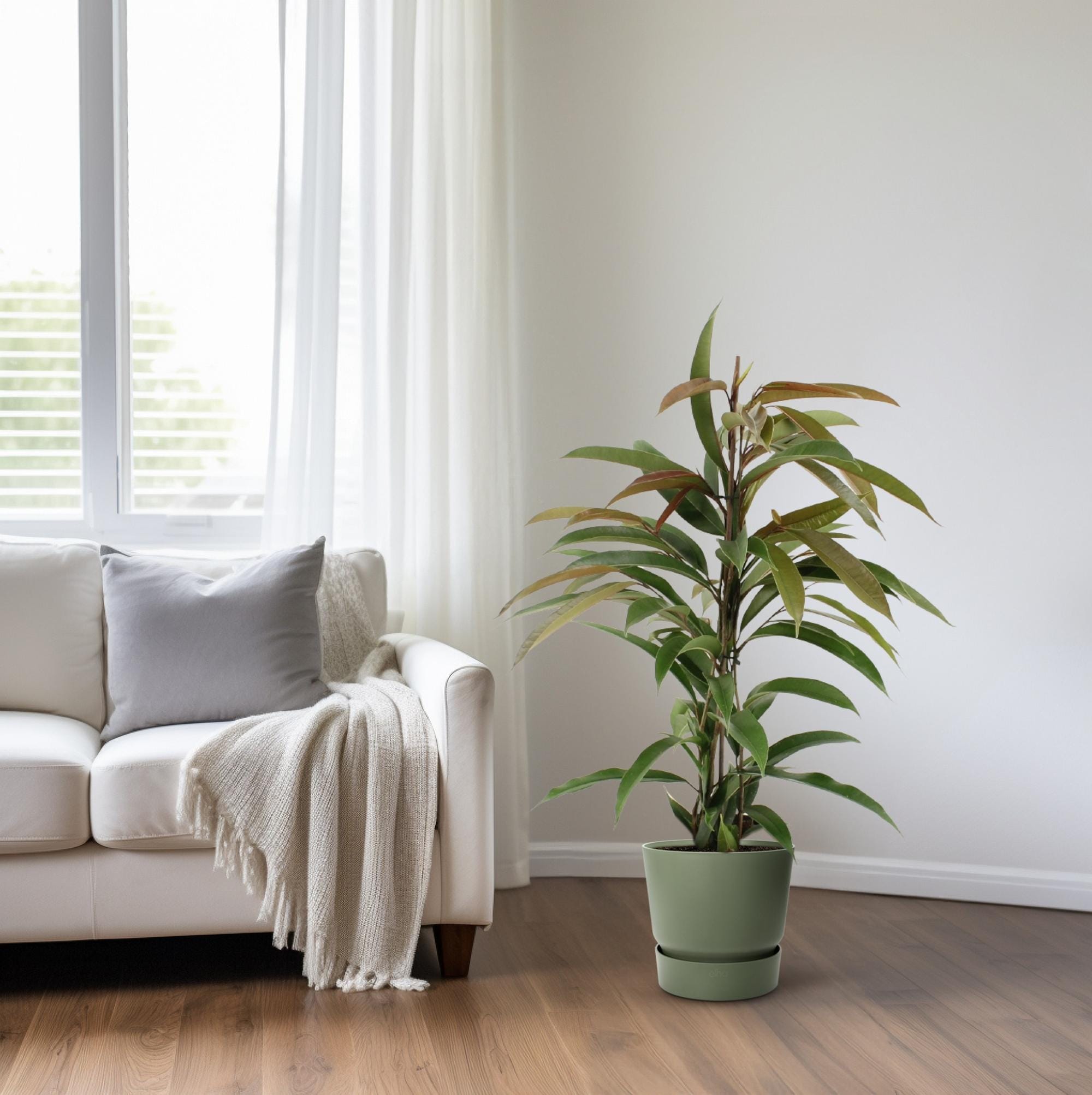 Ficus Binnendijkii Amstel King - Ø17Cm - ↕70Cm - Afbeelding 6