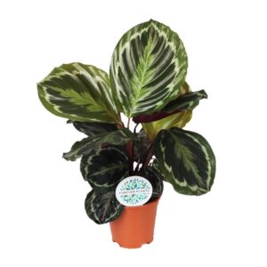 Calathea Medallion – opvallend bladpatroon met paarse onderkant – ±14 cm