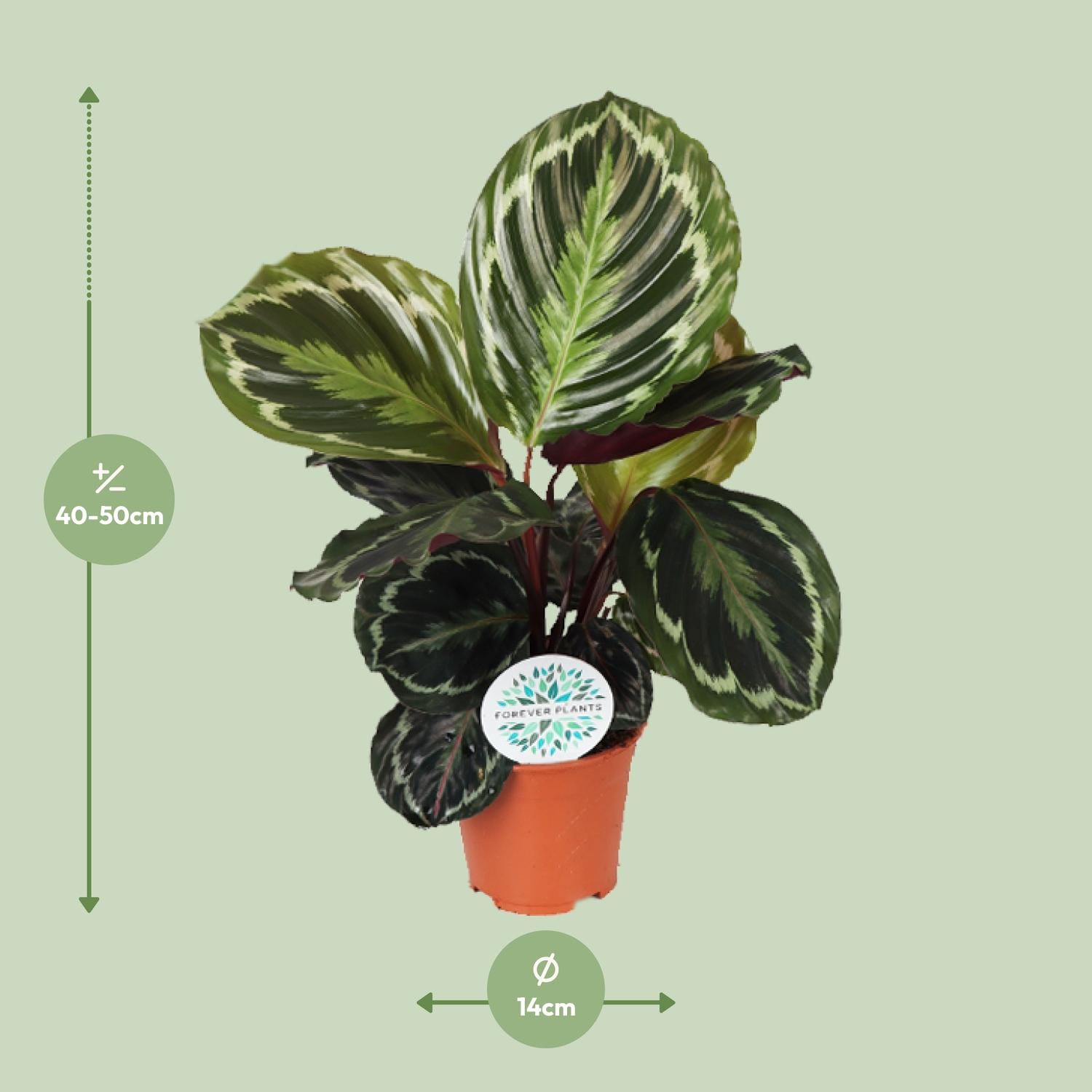 Calathea Medallion - Ø14Cm - ↕45Cm - Afbeelding 2