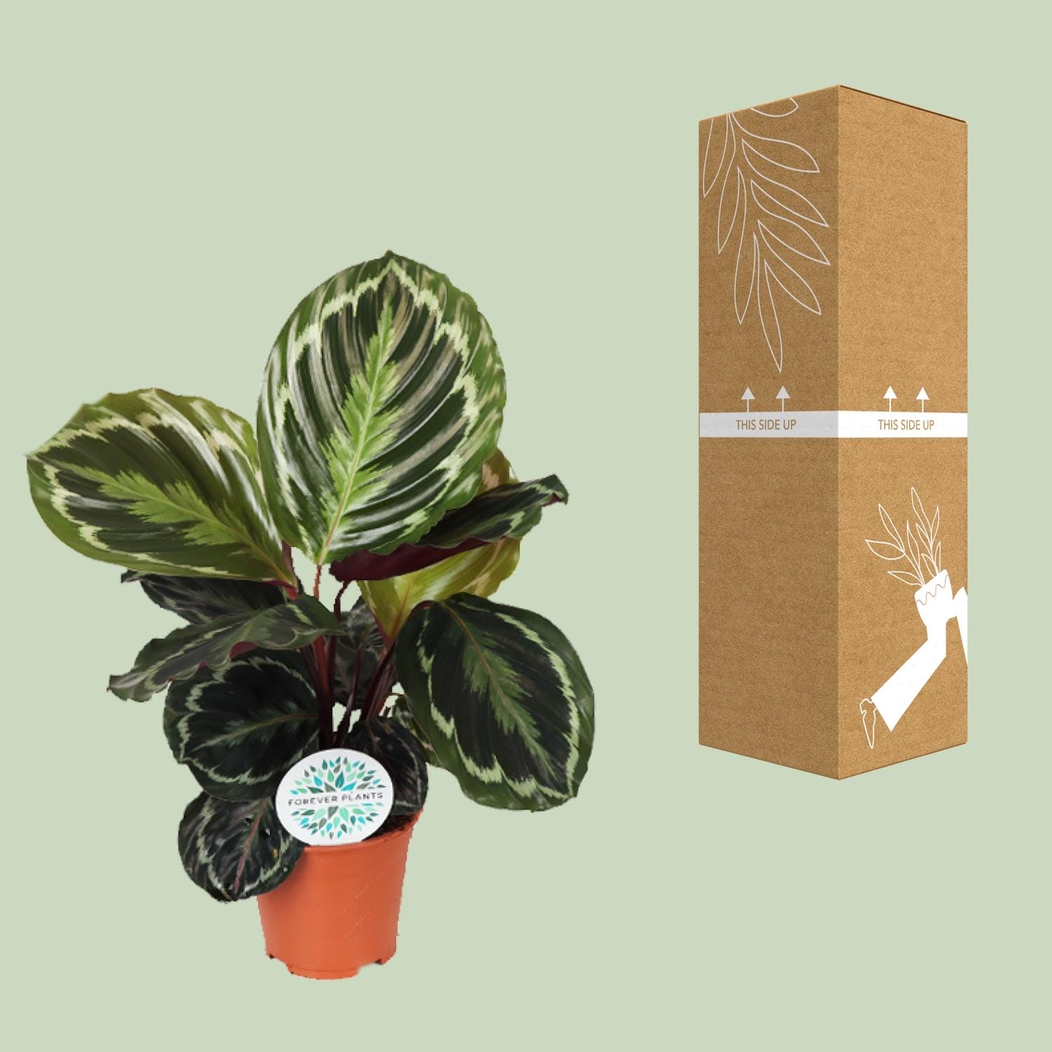 Calathea Medallion - Ø14Cm - ↕45Cm - Afbeelding 3