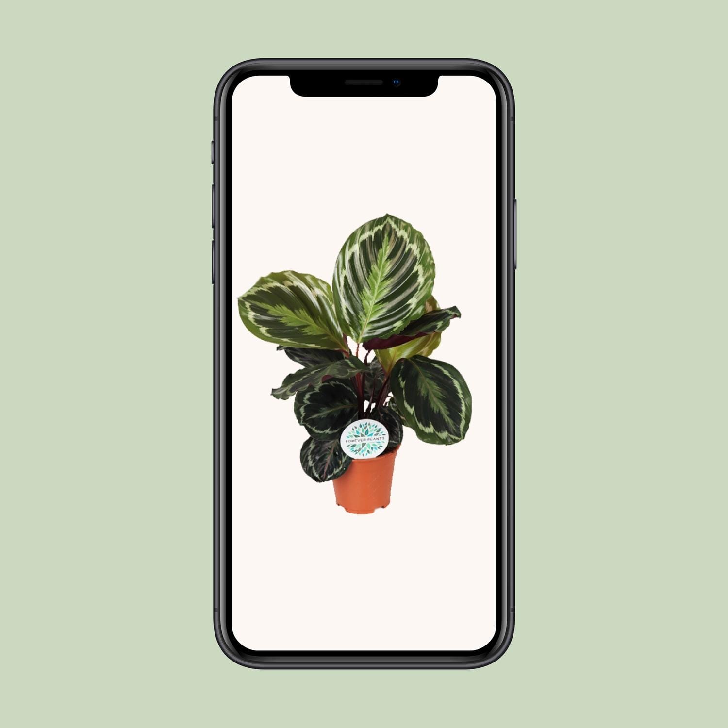 Calathea Medallion - Ø14Cm - ↕45Cm - Afbeelding 4