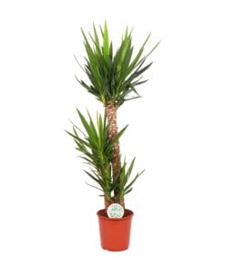 Yucca Elephantipes - Ø24Cm - ↕125Cm