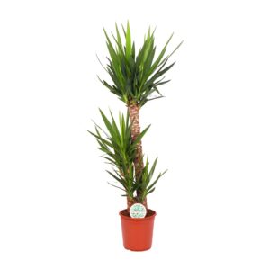 Yucca – stoere kamerplant met houtachtige stam – ±24 cm