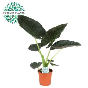 Alocasia Regal Shield – grote kamerplant met glanzend donkergroen blad – ±21 cm