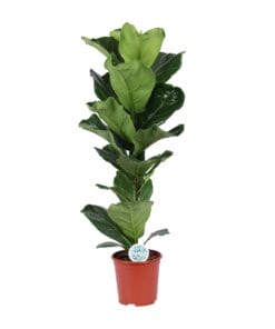 Ficus Lyrata - Ø21Cm - ↕90Cm