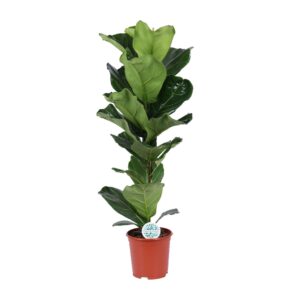 Ficus lyrata – grote vioolvormige bladeren – ±21 cm