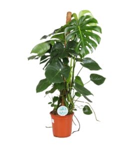 Monstera Deliciosa - Ø24Cm - ↕105Cm