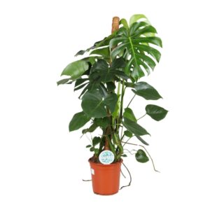 Monstera gatenplant – grote luchtige bladeren, makkelijk – ±24 cm