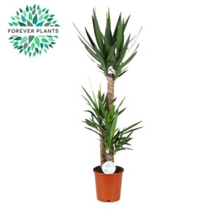 Yucca – robuuste kamerplant met sierlijke bladkroon – ±24 cm