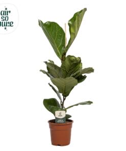 Ficus Lyrata - Ø17Cm - ↕60Cm