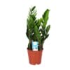 Zamioculcas Zamiifolia - Ø17Cm - ↕60Cm