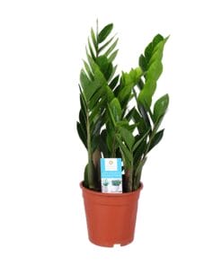 Zamioculcas Zamiifolia - Ø17Cm - ↕60Cm