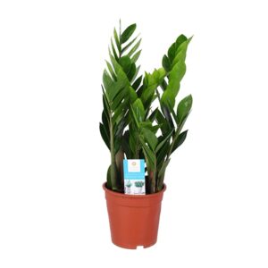 Zamioculcas (ZZ-plant) – droogtetolerante kamerplant voor weinig licht – ±17 cm