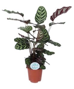 Calathea Makoyana - Ø21Cm - ↕70Cm