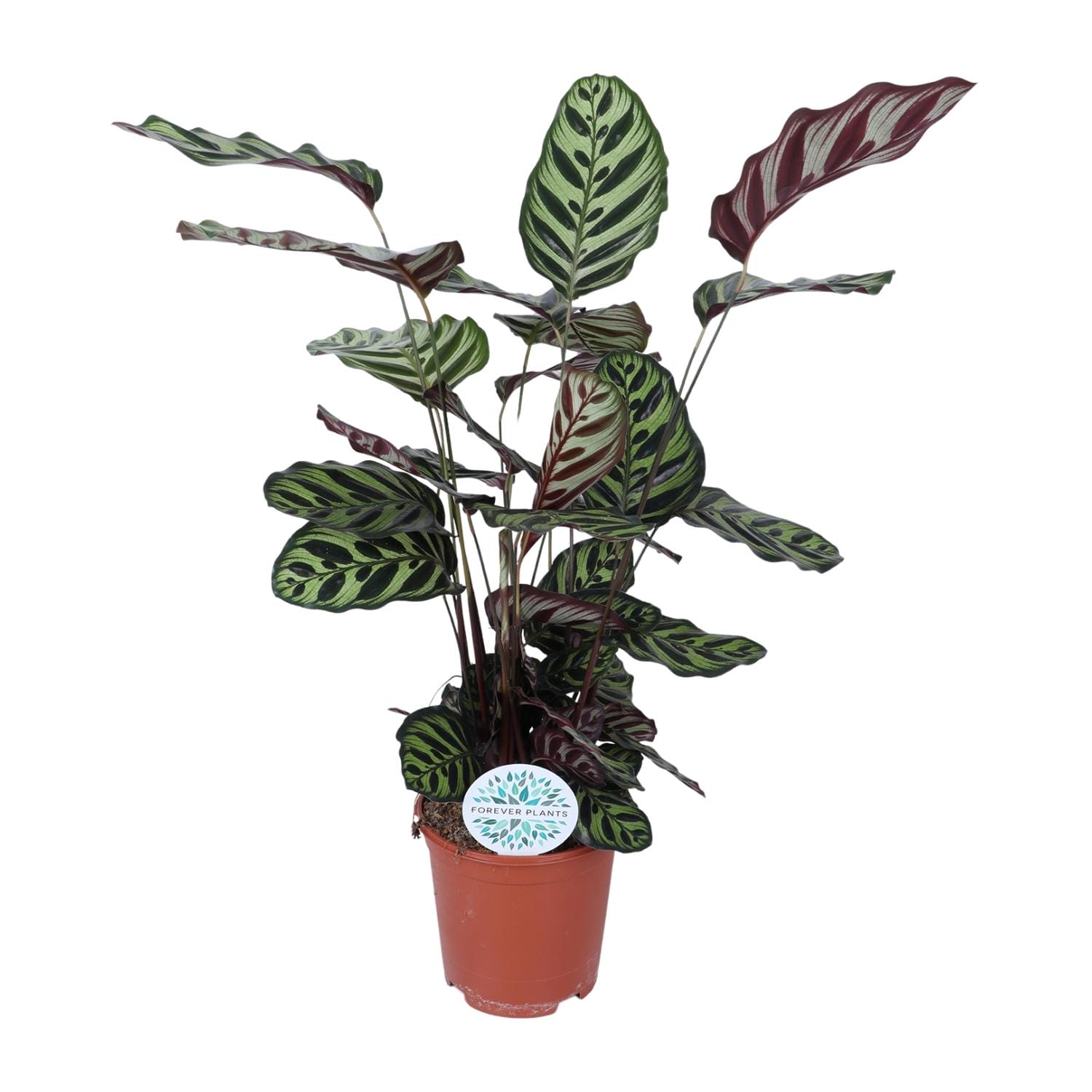Calathea Makoyana - Ø21Cm - ↕70Cm