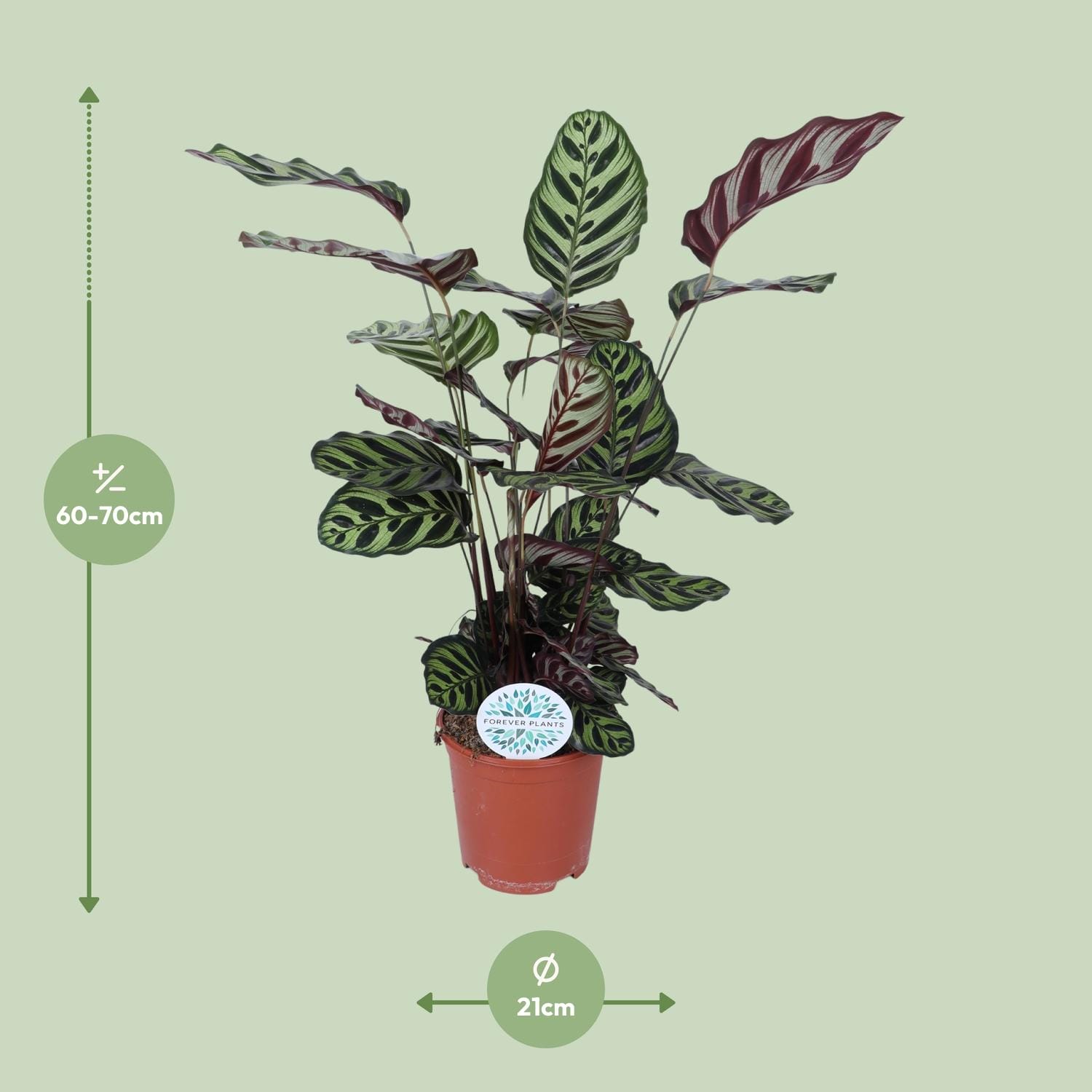 Calathea Makoyana - Ø21Cm - ↕70Cm - Afbeelding 2