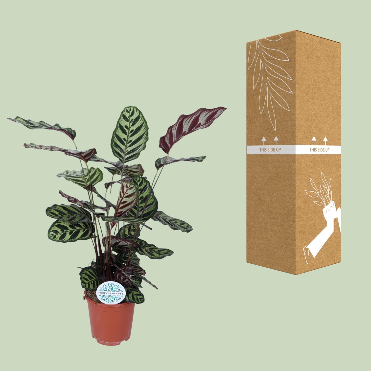 Calathea Makoyana - Ø21Cm - ↕70Cm - Afbeelding 3