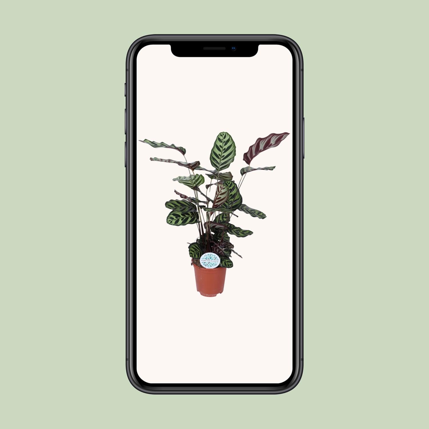 Calathea Makoyana - Ø21Cm - ↕70Cm - Afbeelding 4