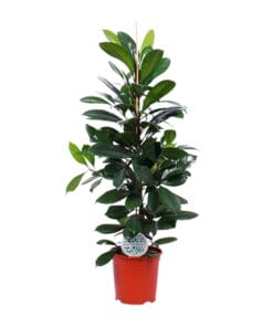 Ficus Cyathistipula - Ø21Cm - ↕105Cm