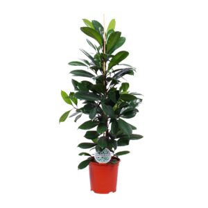 Ficus cyathistipula – robuuste kamerplant met glanzend blad – ±21 cm