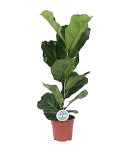 Ficus Lyrata - Ø17Cm - ↕60Cm